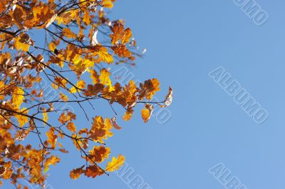 oak leaves on blue sky