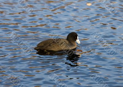 bald-coot