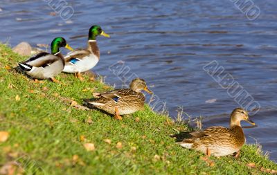 Four ducks
