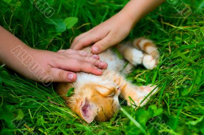 little red kitten is at the grass
