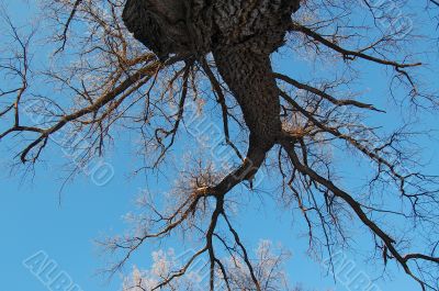 large spring tree