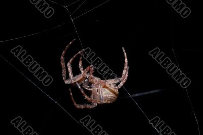 night spider