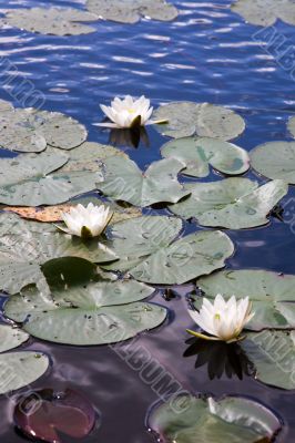 water lilies