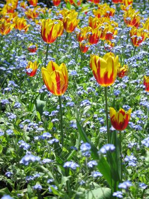 a large green field of yellow tulips