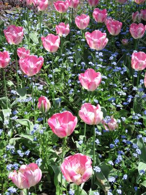 a large green field of pink tulips