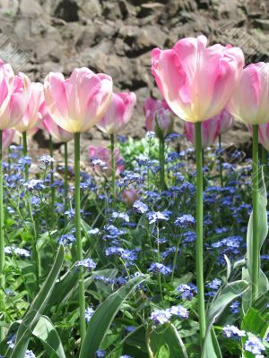 a large green field of pink tulips