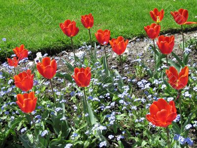 a large green field of red tulips