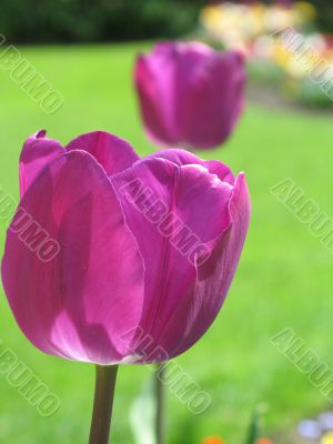 a large green field of purple tulips