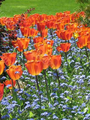a large green field of red tulips