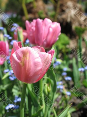 a large green field of pink tulips