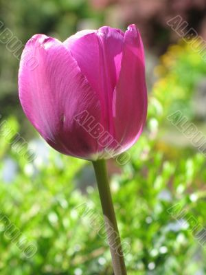 a large green field of purple tulips