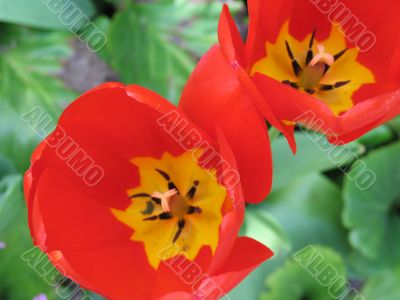 a large green field of red tulips