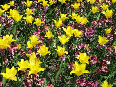 a large green field of red tulips