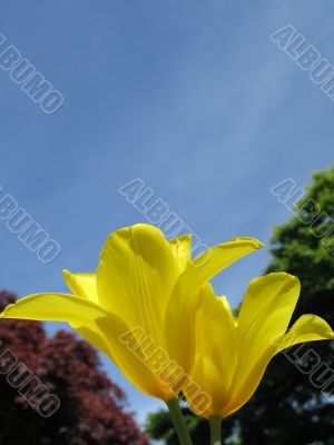 a large green field of yellow tulips