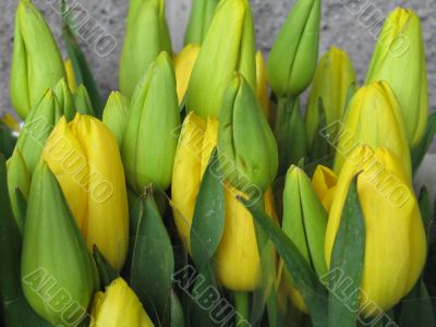 a large green field of yellow tulips