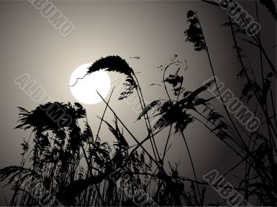 Moon in the rushes