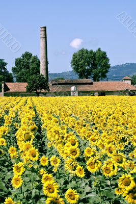 Sunflowers in Umbria