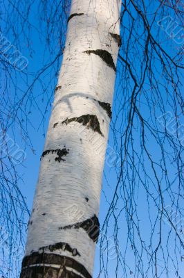 birch