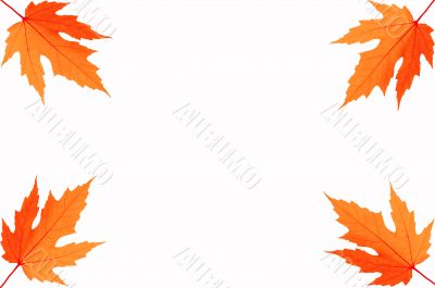 four Autumn leafs of maple