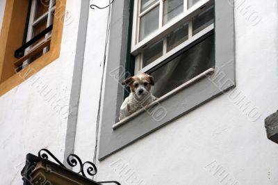 Dog is looking out of the window