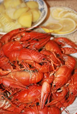 fresh boiled crawfish