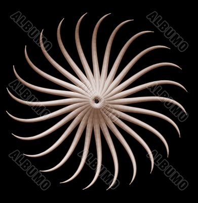 organism