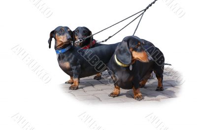 Three black and brown dog