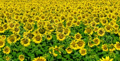 Field of sunflowers in Umbria