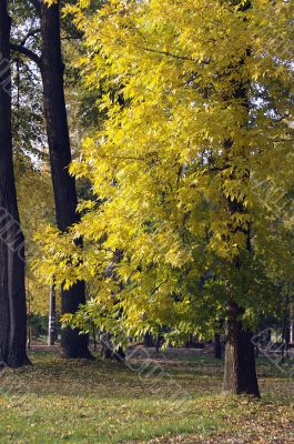 Golden autumn in a park