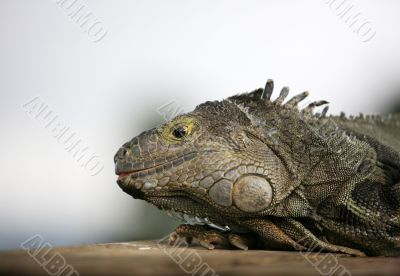 Varan