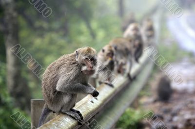 Family of monkeys