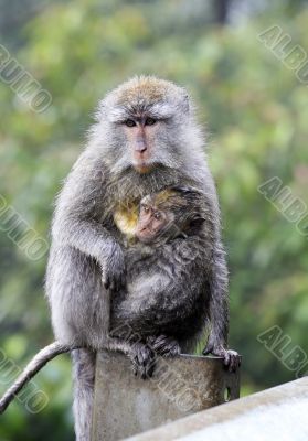 Family of monkeys