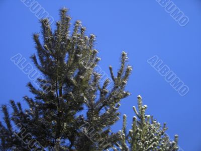 green tree