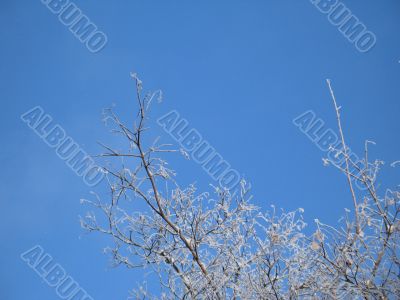 frosted tree and blue sky