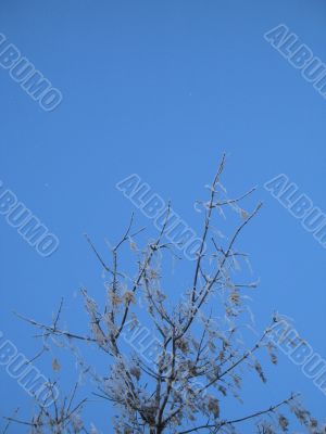 frosted tree and blue sky