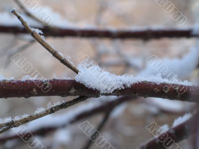 snow on a branch