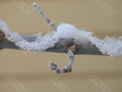 close-up of snow on a branch