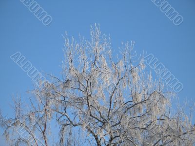 frosted tree and blue sky