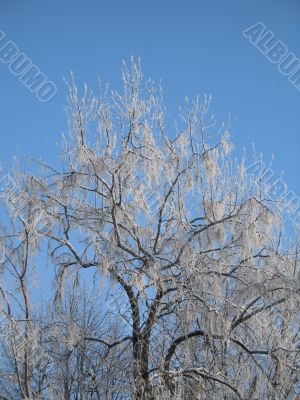 frosted tree and blue sky