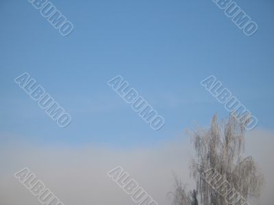 frosted tree and blue sky