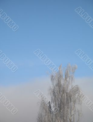 frosted tree and blue sky