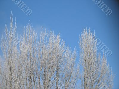 frosted tree and blue sky