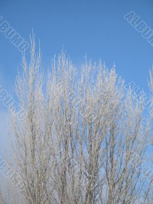 frosted tree and blue sky