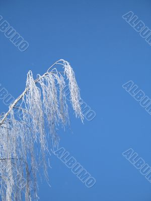 frosted tree and blue sky