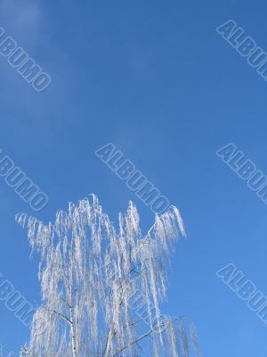 frosted tree and blue sky
