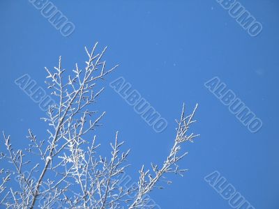 frosted tree and blue sky
