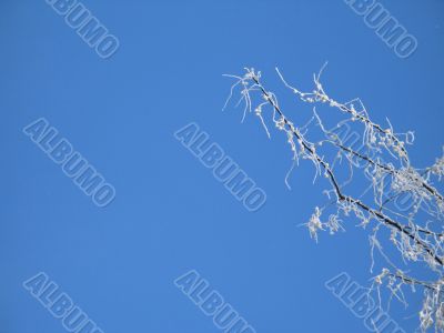 frosted tree and blue sky