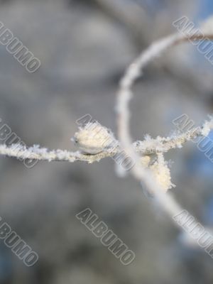 close-up of snow on a branch
