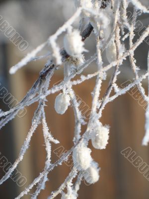close-up of snow on a branch