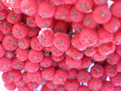 red berries
